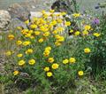 yellow chamomile